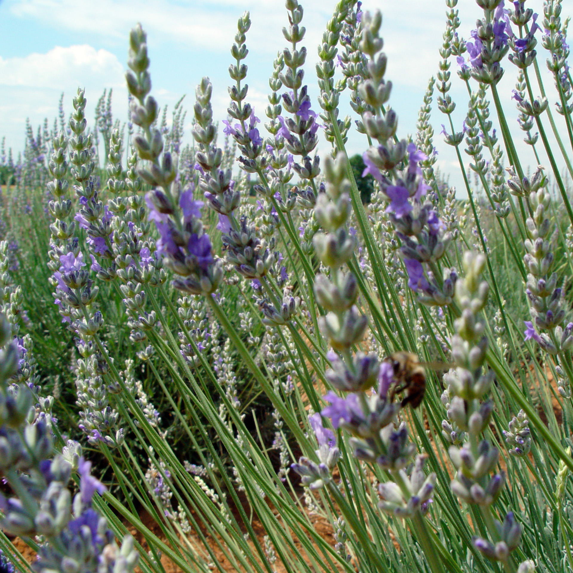 The 9th Annual Blanco Lavender Festival will be held on Blancoâ€™s ...